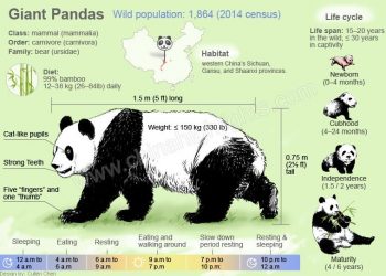 Pandas 12 Interesting Facts You Should Know