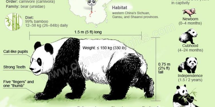 Pandas 12 Interesting Facts You Should Know