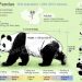 Pandas 12 Interesting Facts You Should Know