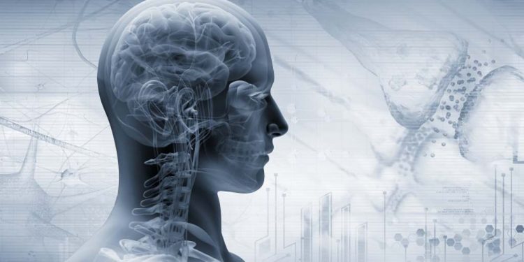 Vagus Nerve- The Function & The Benefits Of Stimulation