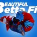 The Ultimate Guide to Betta Fish